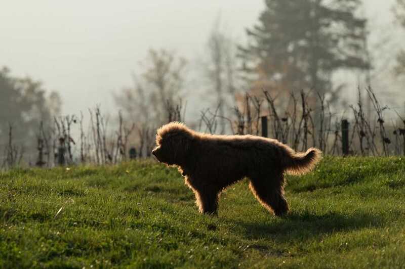 Какой уход нужен барбету?