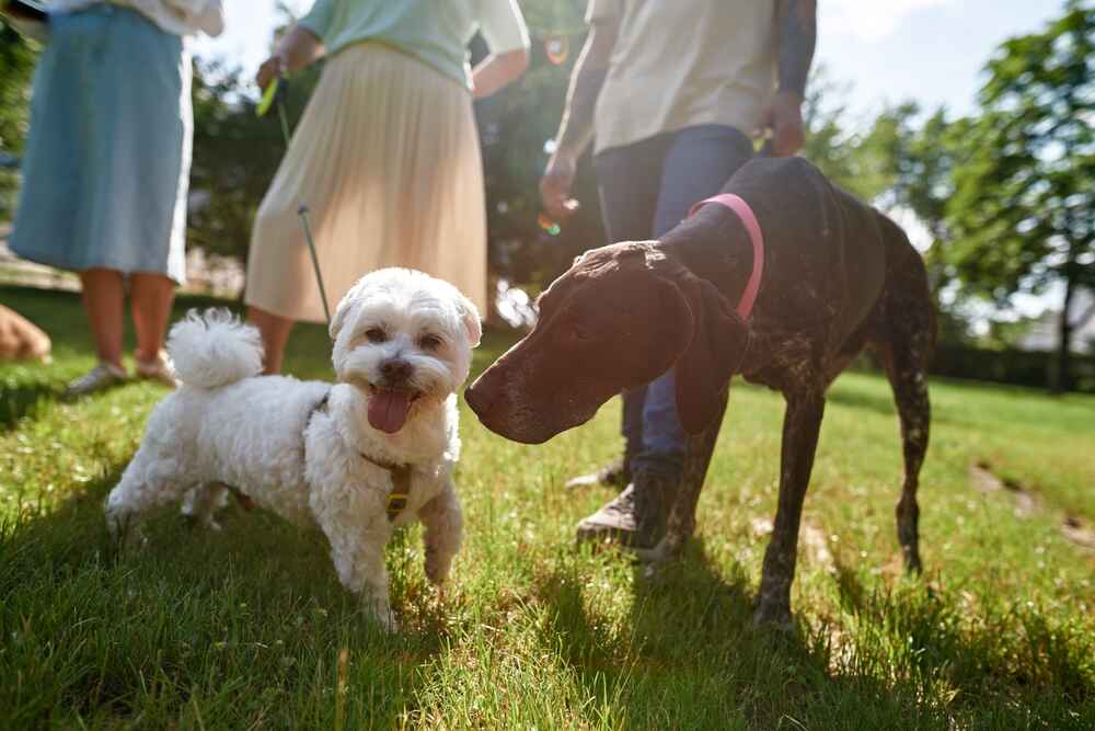 Курцхаар может страдать от дисплазии
