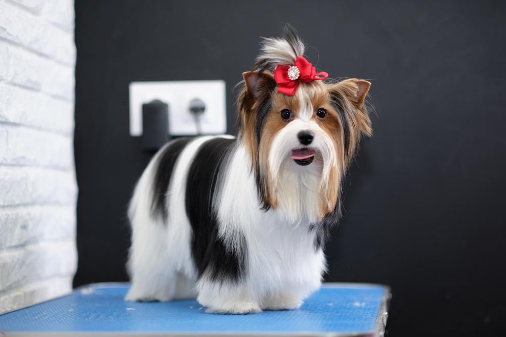 Внешность собаки бивер-йорк