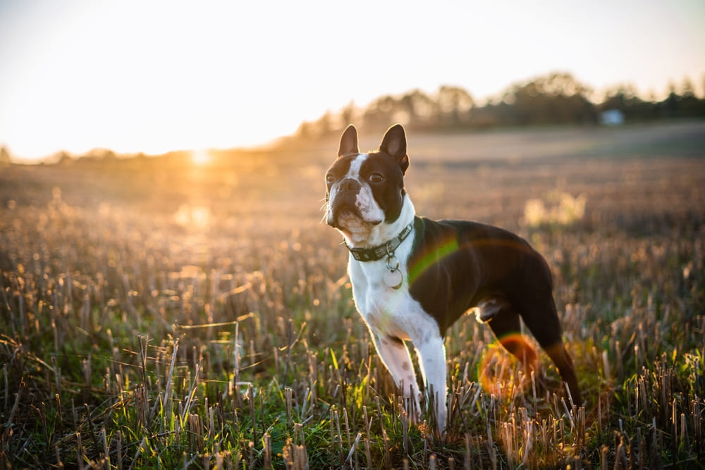 То, сколько прожил бостон-терьер, можно сравнить с человеческим возрастом