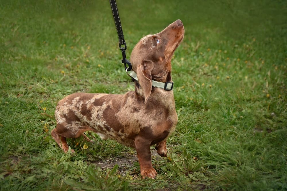 Рацион влияет на то, сколько живут таксы