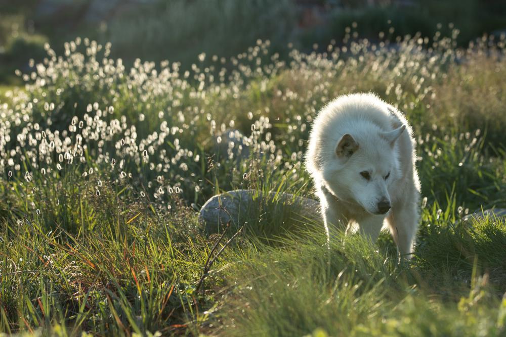 Содержание гренландской собаки