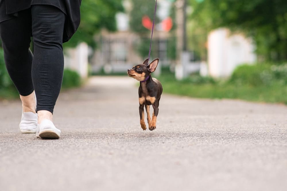 Активность влияет на то, сколько живет русский той-терьер