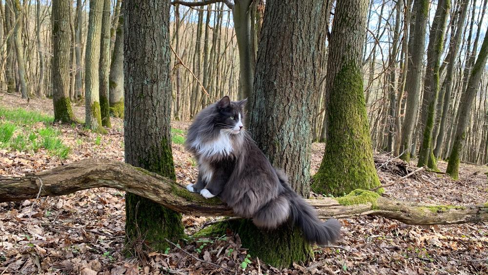 Домашние кошки, похожие на рысь: норвежская лесная Домашние кошки, похожие на рысь: норвежская лесная