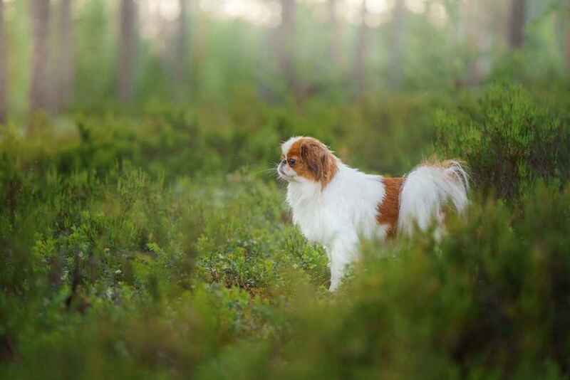 Вес пекинеса может быть чрезмерным