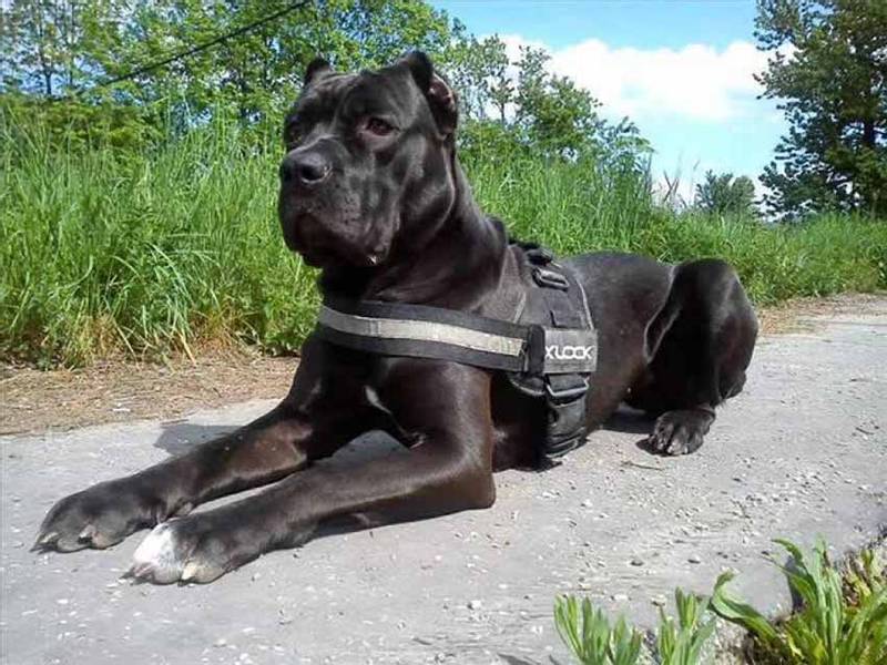 Воспитание и дрессировка американского бандога