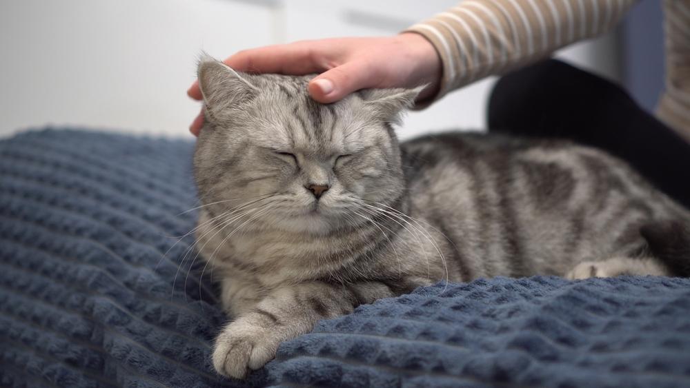 особенности колита у кошек