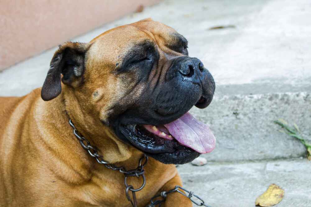 Какое здоровье у бульмастифа?