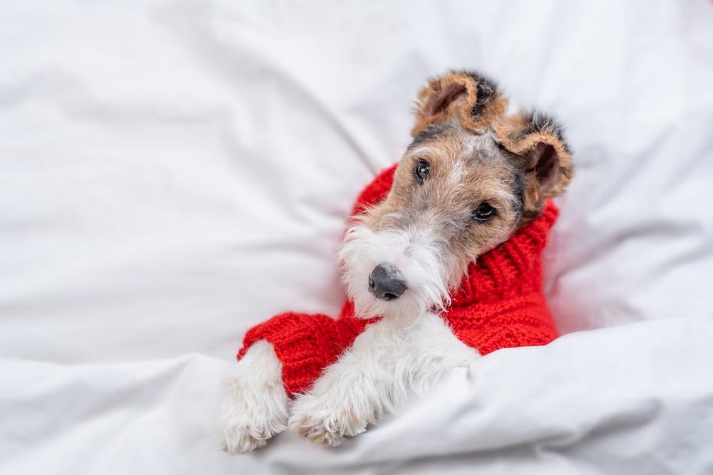 выгул фокстерьера