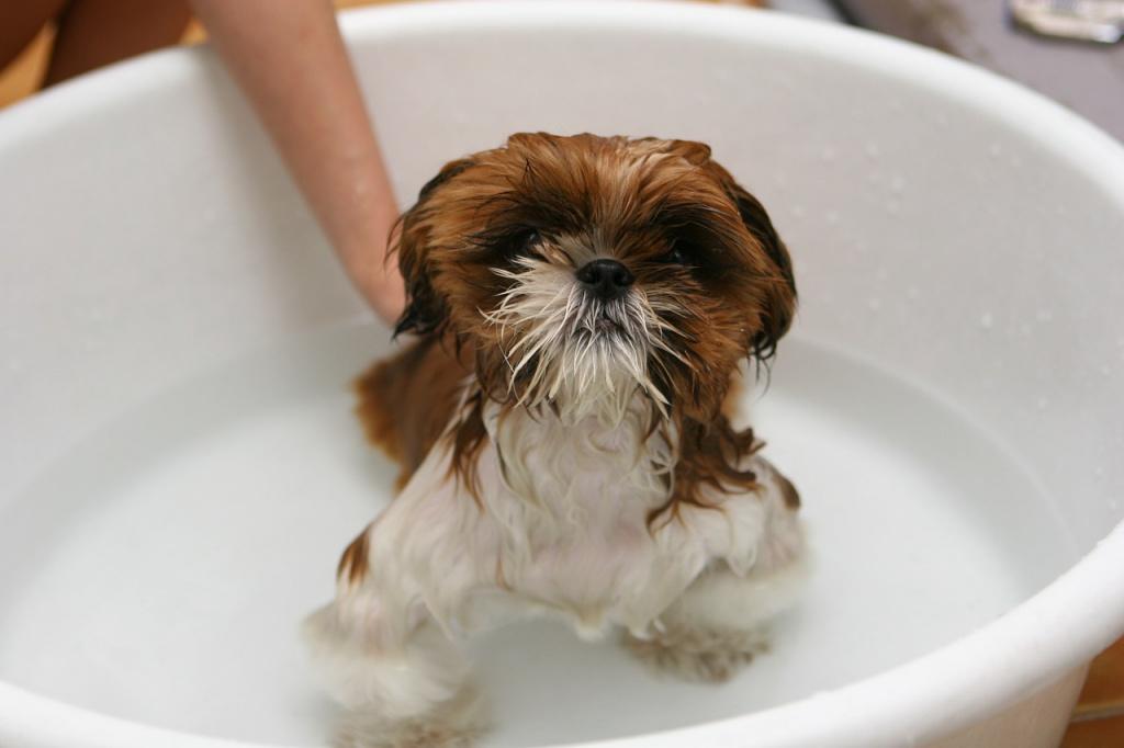 Противопоказания водных процедур для собак