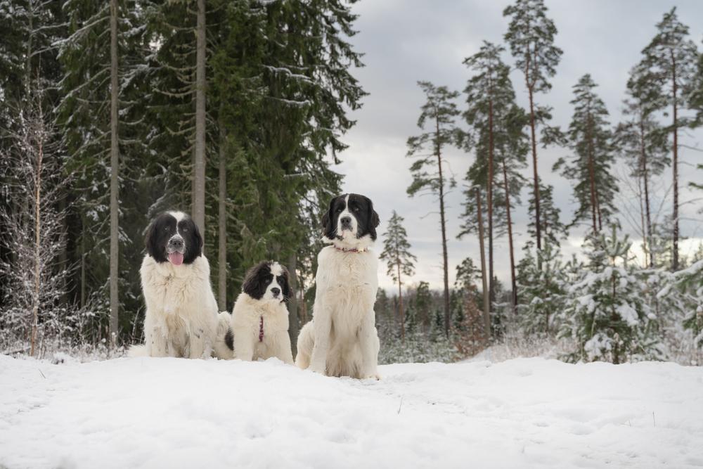 История происхождения ландсира
