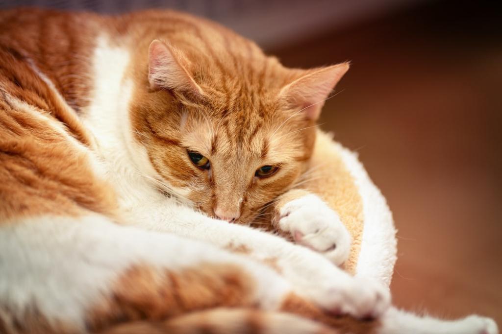 Симптомы микоплазмоза у кошек