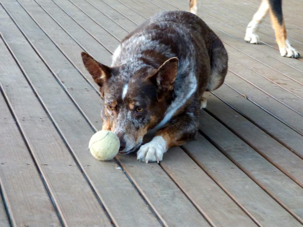 Возможные заболевания джамен кули