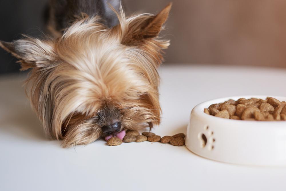 Выбор типа питания для йоркширского терьера