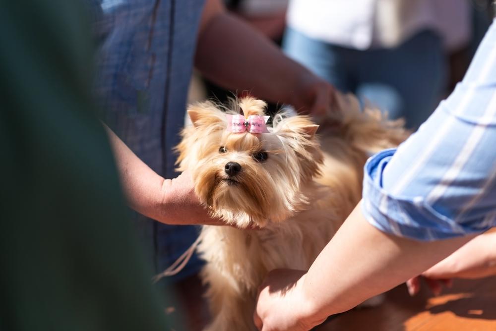 Уход за голдаст-йорком 