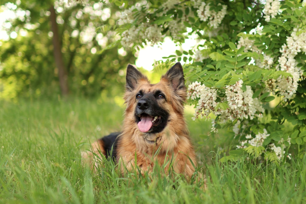 Течка у немецкой овчарки проходит в несколько стадий