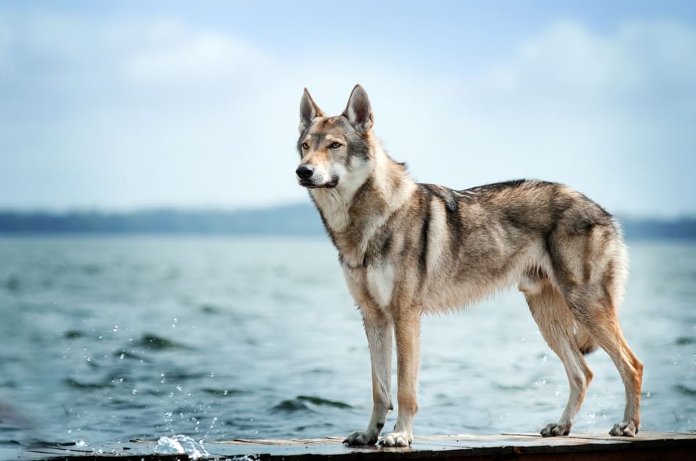 Чехословацким влчакам нужно достаточно гулять