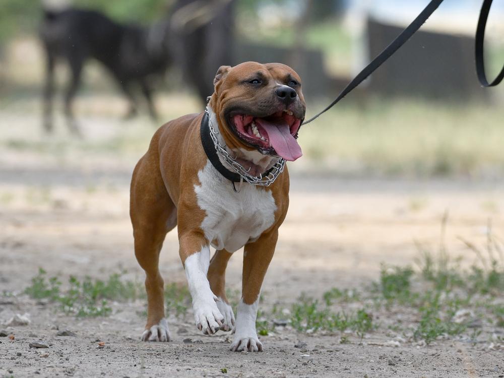 Амстафф и питбуль имеют брахицефалический череп