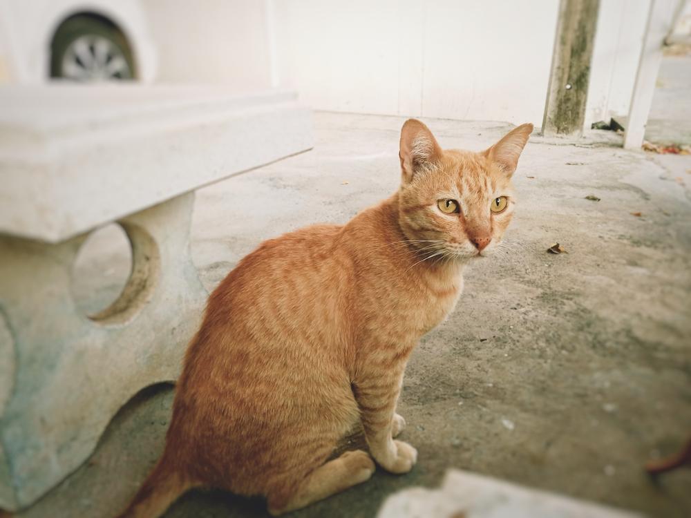 Уход за аравийским мау