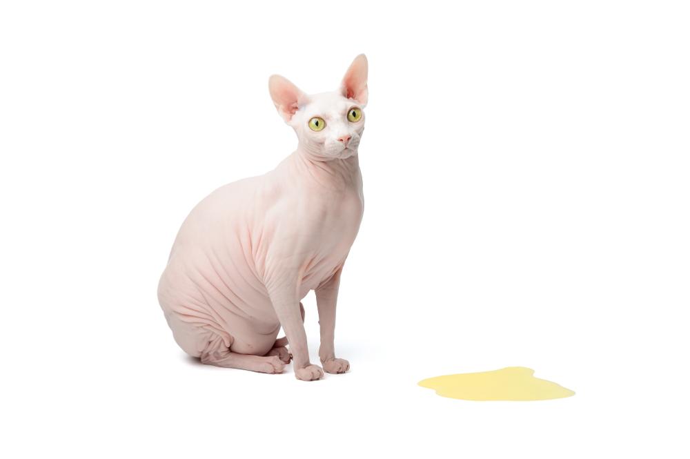 Симптомы недержания мочи у кошек Симптомы недержания мочи у кошек