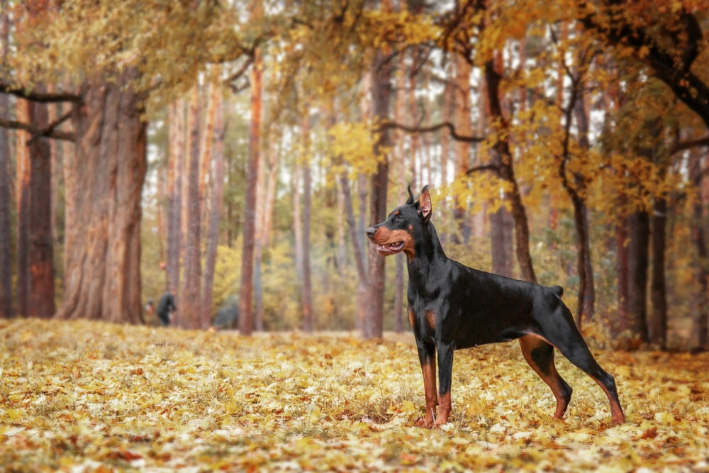 У доберманов имеются характерные болезни