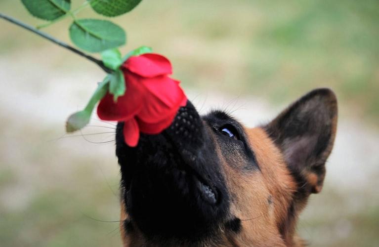 Аллергия у собак