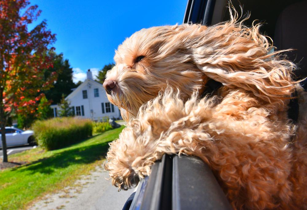 Уход за кокапу