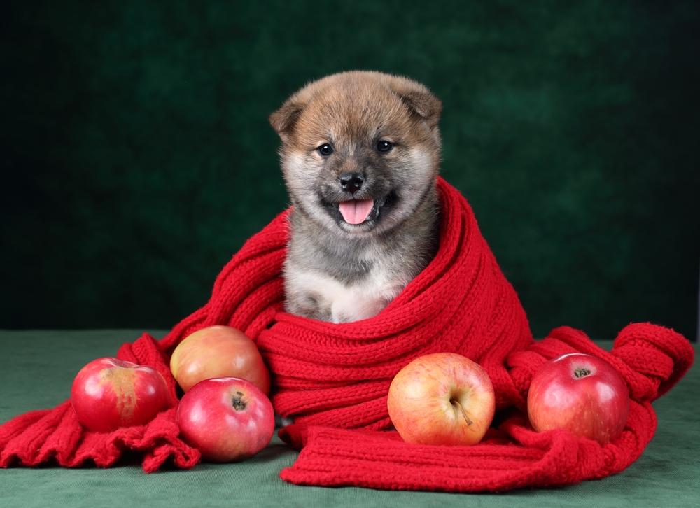 Как кормить щенка сиба-ину Как кормить щенка сиба-ину