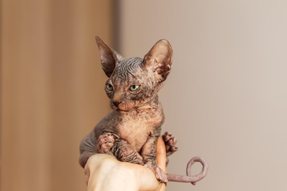 Табби-окрасы сфинксов: коричнево-серебристый табби Табби-окрасы сфинксов: коричнево-серебристый табби