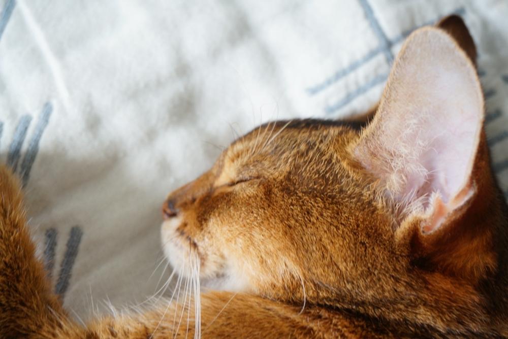 Как определить, есть ли аллергия на абиссинских кошек?