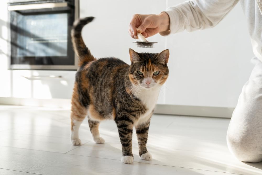 Как проводится экспресс-линька для кошек