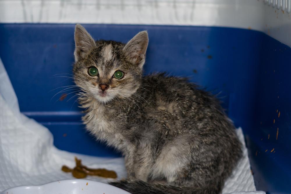 Основные причины диареи у котят