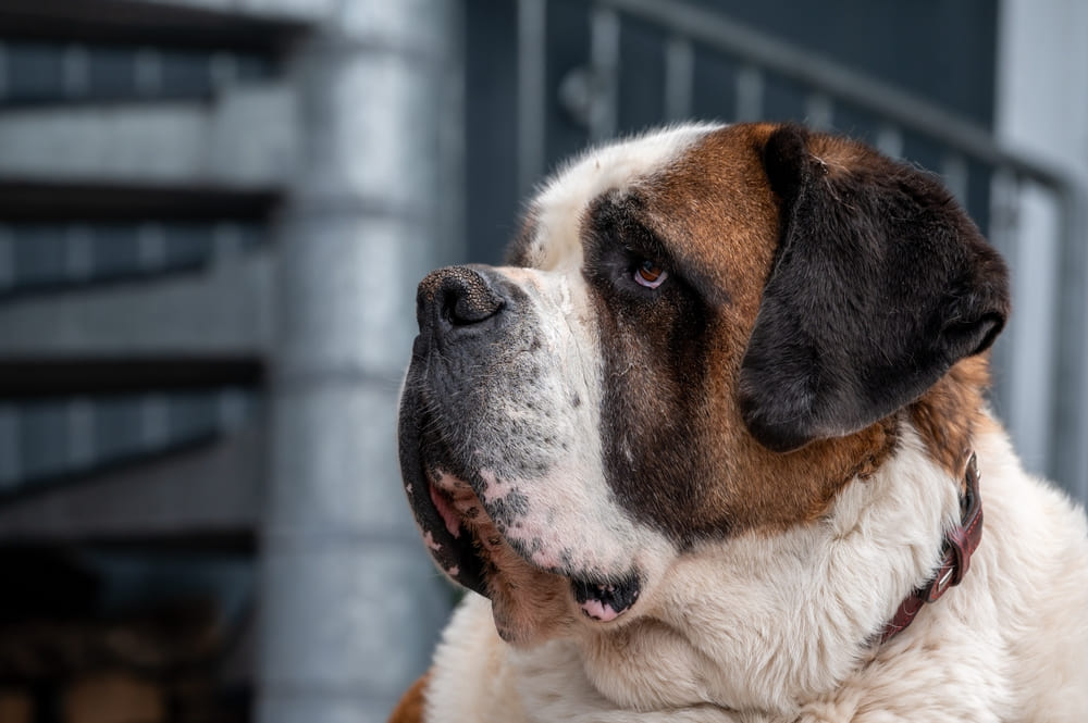 Можно узнать, сколько весит сенбернар по человеческим меркам
