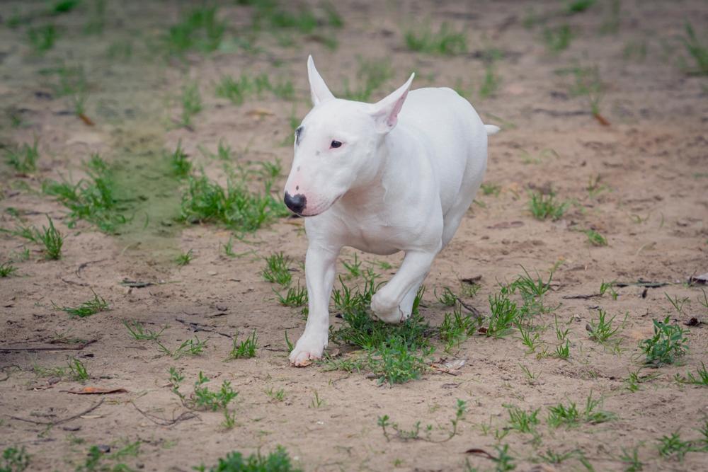 Правильно воспитанный бультерьер не будет злым
