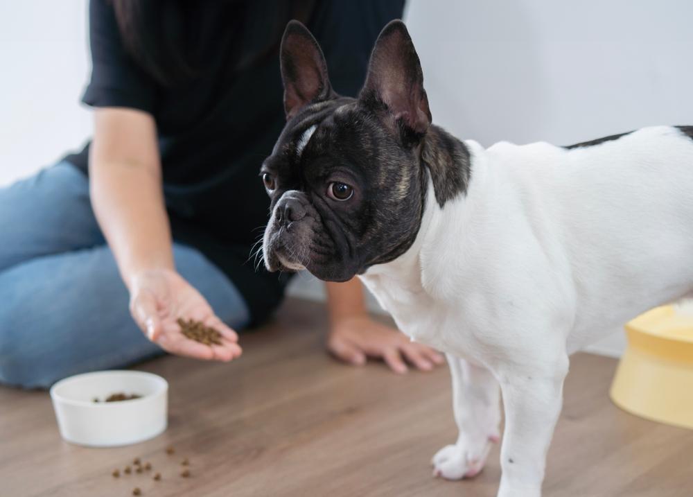 Как кормить белого бульдога?