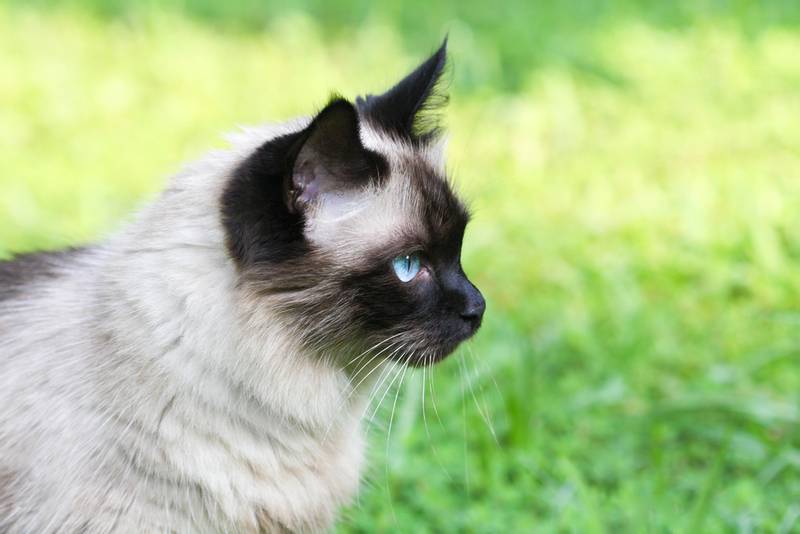 Дрессировка бирманской кошки 