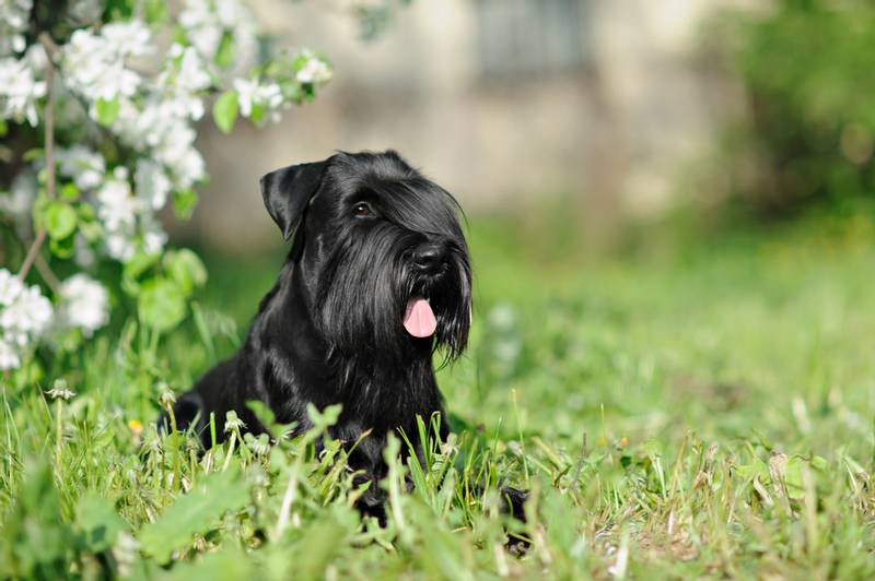 ТОП бородатых пород собак: ризеншнауцер