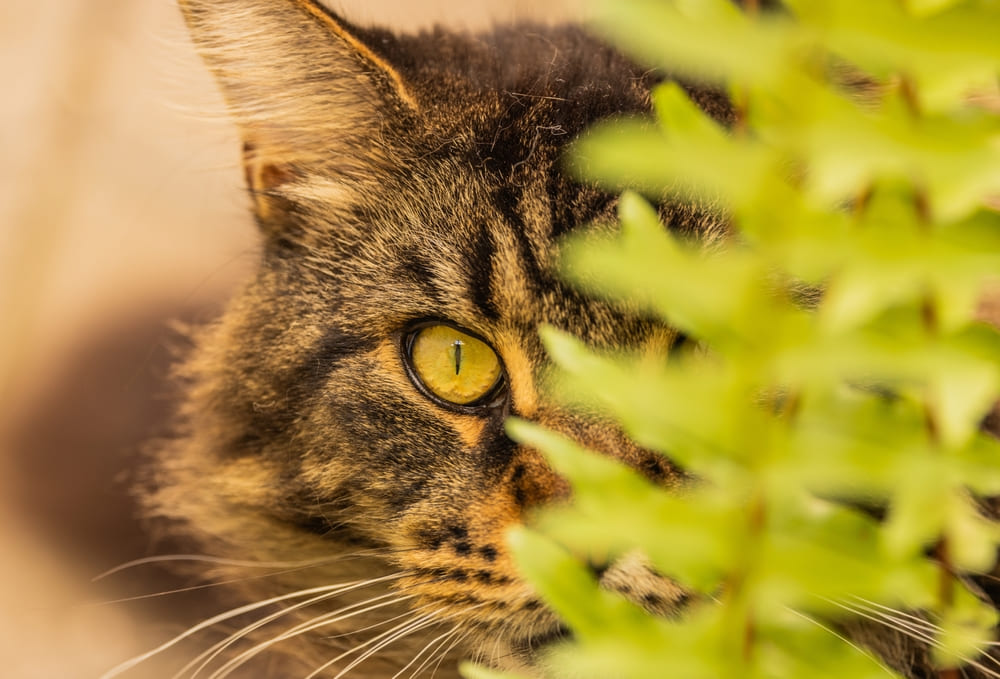 У мейн-кунов могут появляться болезни суставов