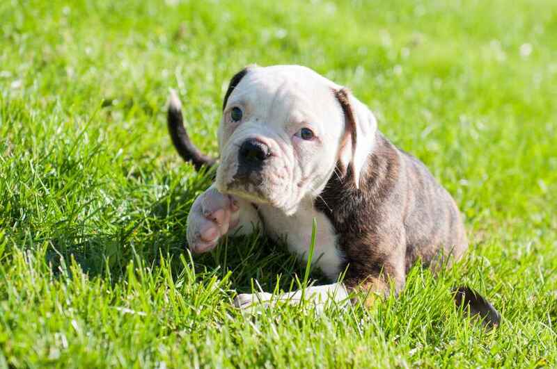Вес американского бульдога может быть чрезмерным
