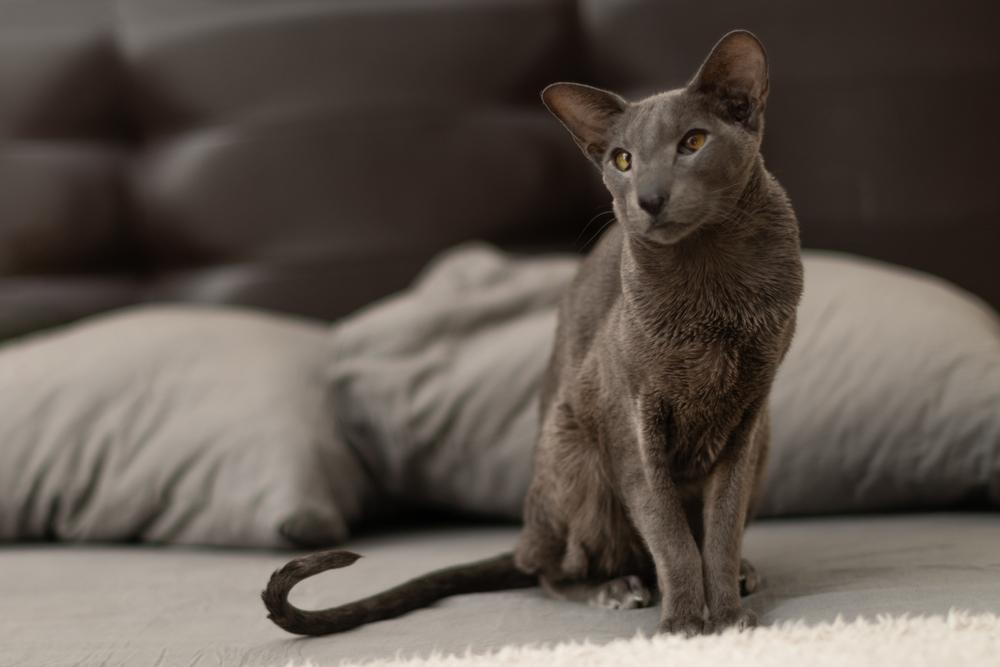 Самые неприхотливые породы кошек для частного дома: ориентальная Самые неприхотливые породы кошек для частного дома: ориентальная