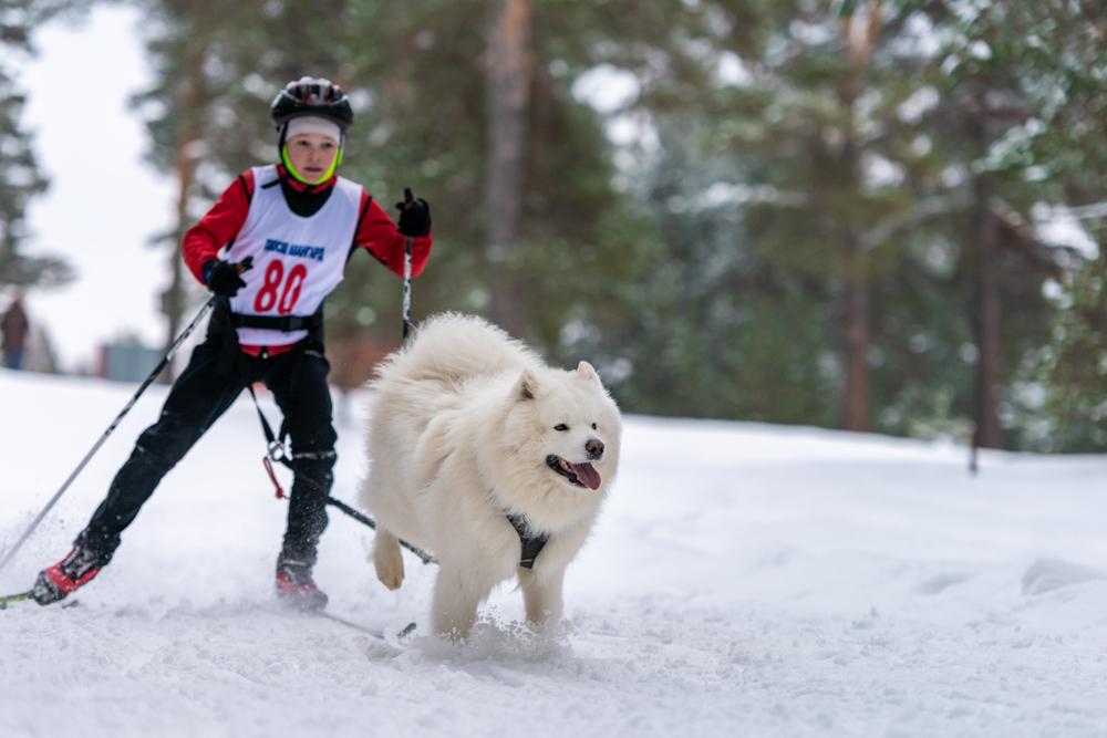 Что нужно знать о скиджоринге на собаках
