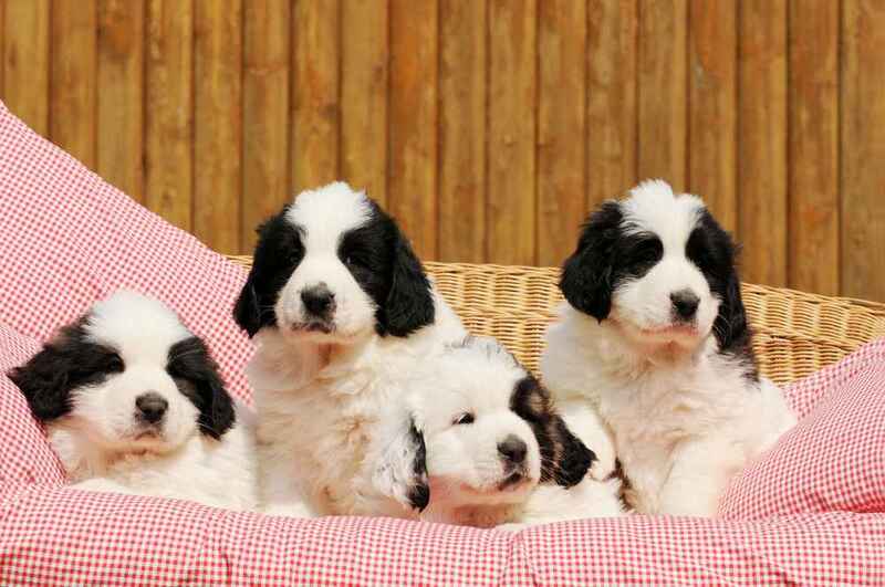 Как выбирать щенка пиренейского мастифа?