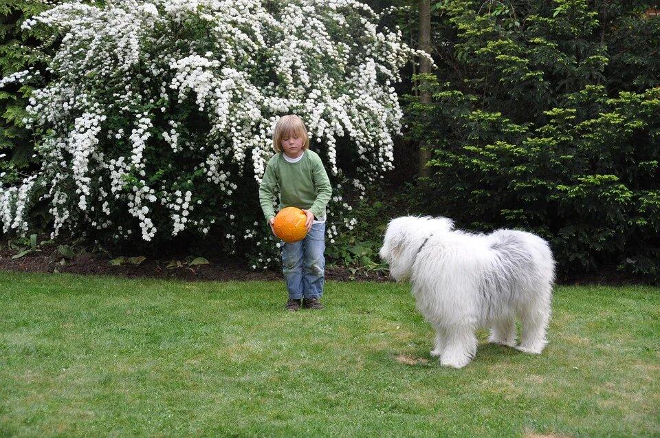 Здоровье и болезни бобтейла