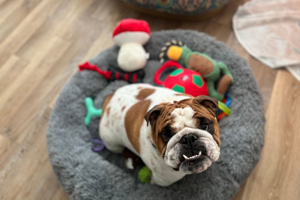 Обучение английского бульдога основывается на повторениях