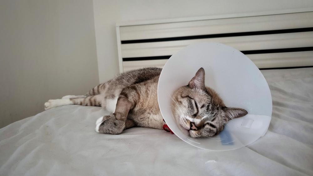 Последствия и осложнения, вызываемые кошачьей лейкемией