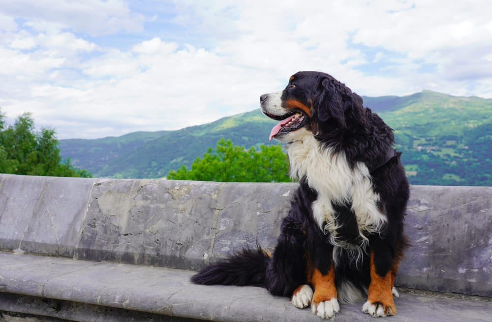 Бернского зенненхунда, не участвующего в разведении, кастрируют