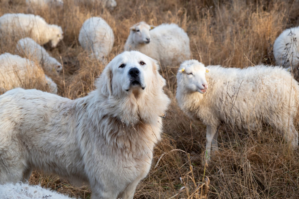 Маремма-абруццкая овчарка нуждается в социализации