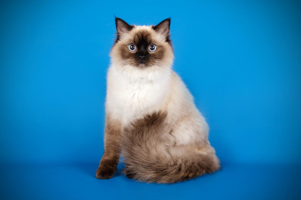 кошки, похожие на сиамскую: рэгдолл.jpg кошки, похожие на сиамскую: рэгдолл.jpg
