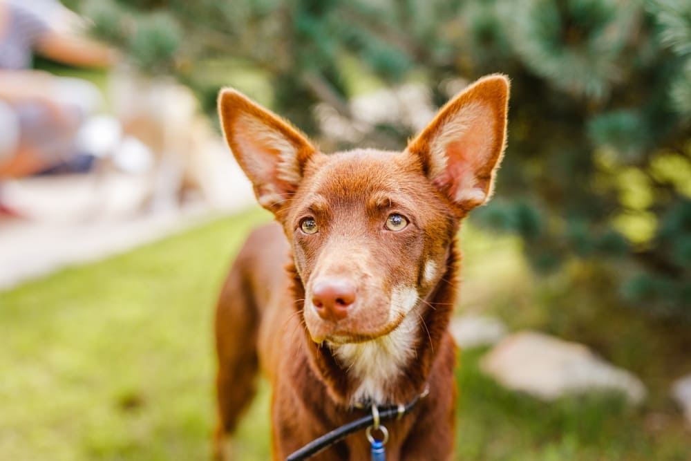 Келпи нуждаются в воспитании