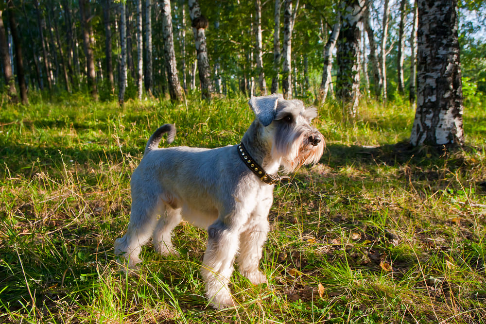 Владельцу важно знать, сколько весит цвергшнауцер, нет ли у него истощения